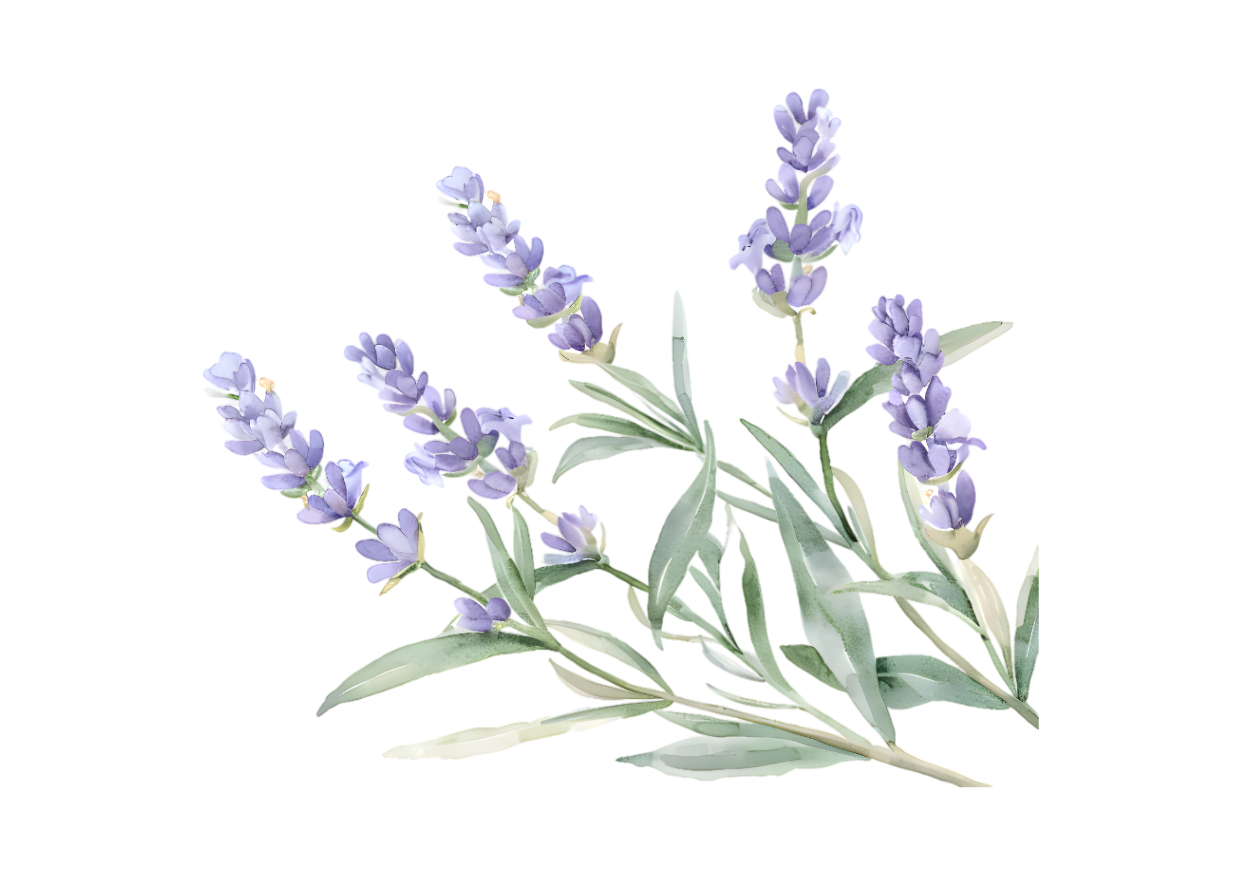 lavender