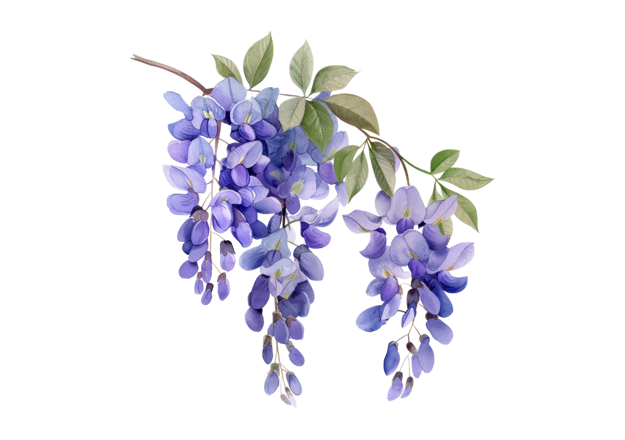 lavender